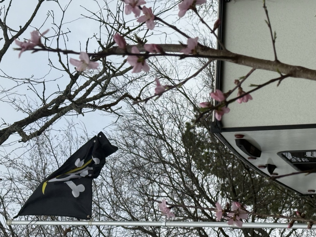 Cherry blossoms in early spring