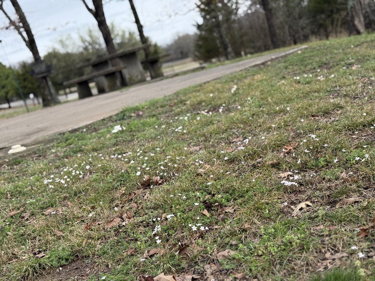Spring wildflowers blooming across an Arkansas hillside