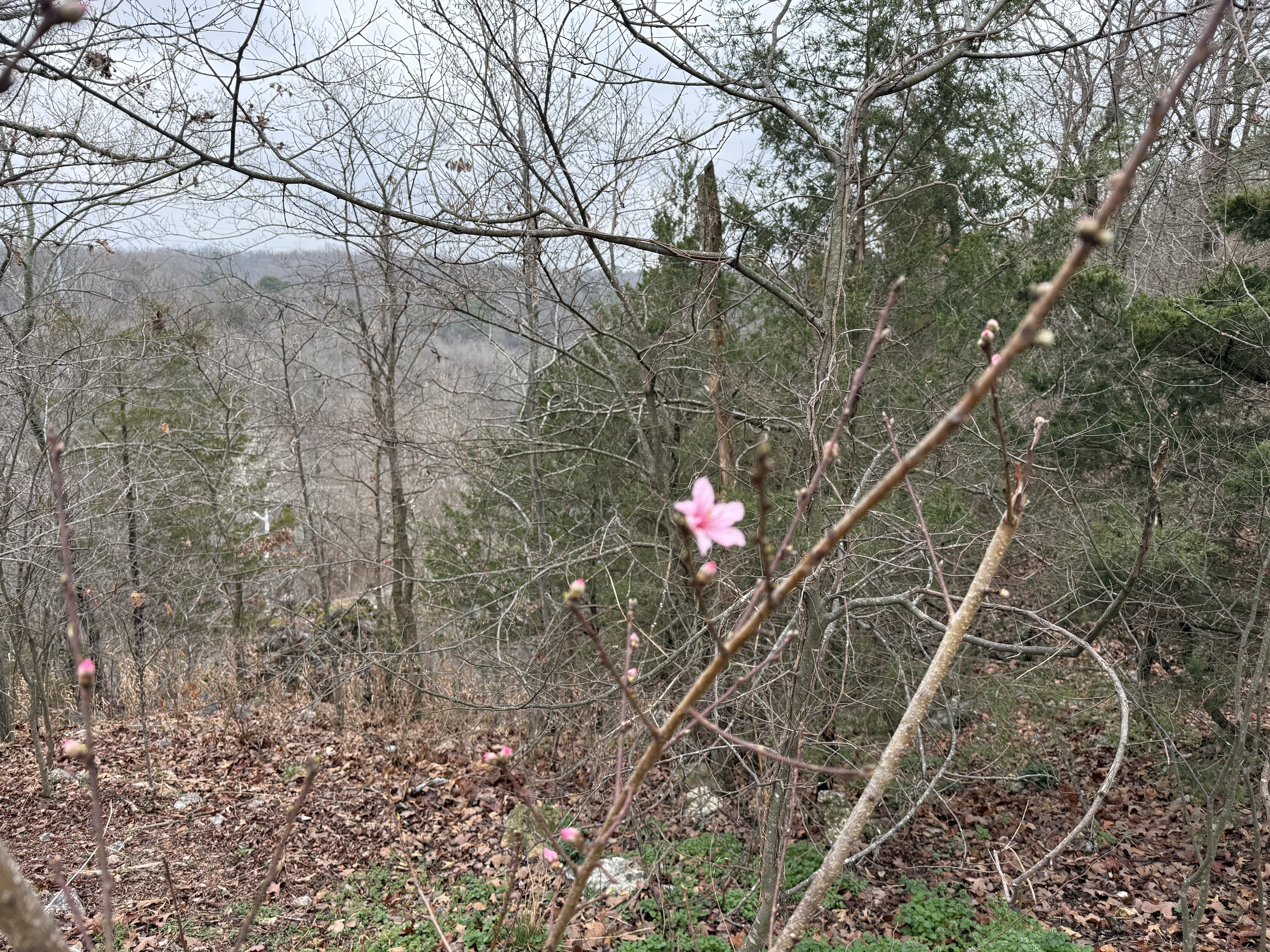 Pink redbud blossom against bare winter branches