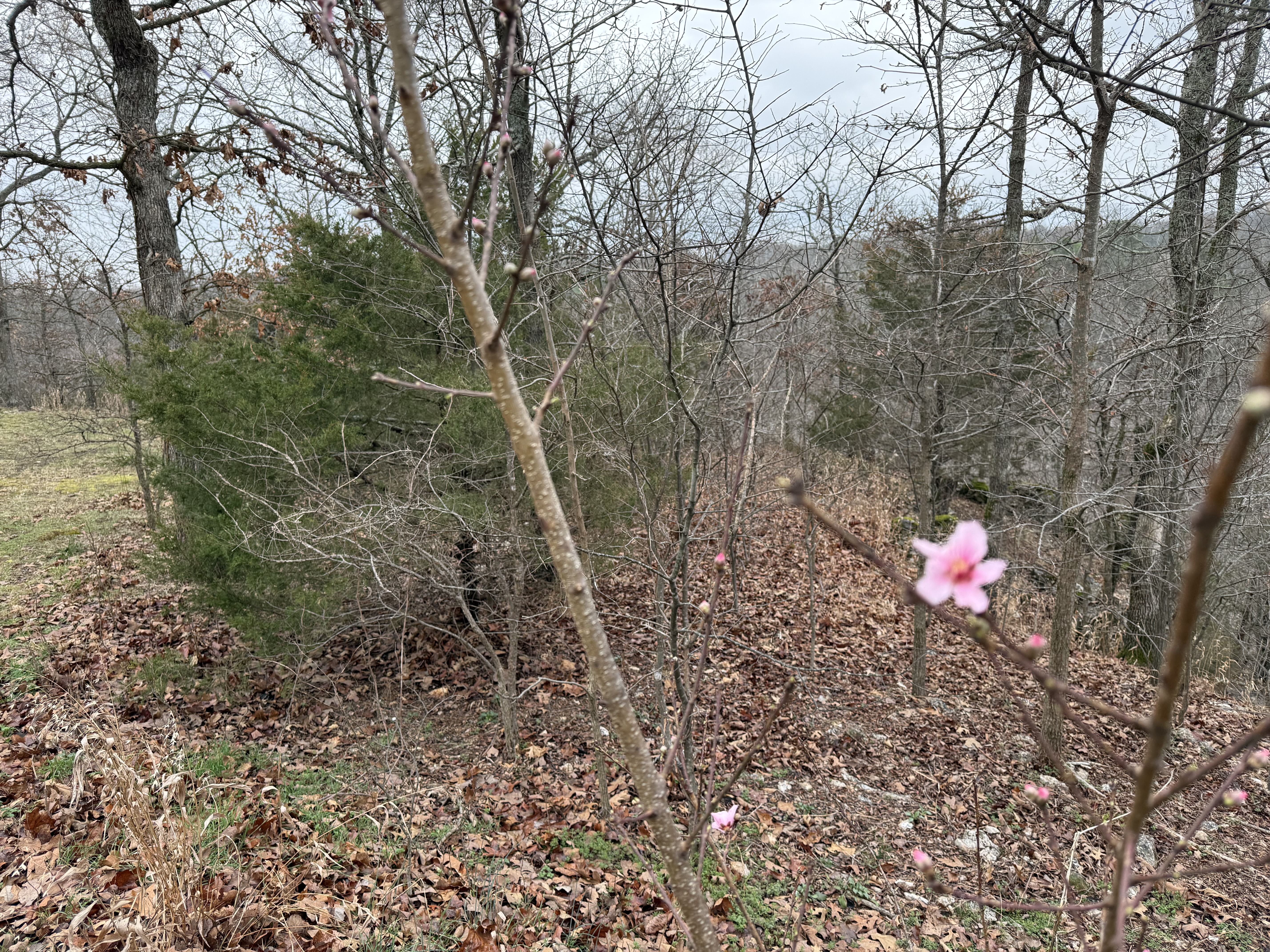 Redbud bloom with Ozark ridge in background