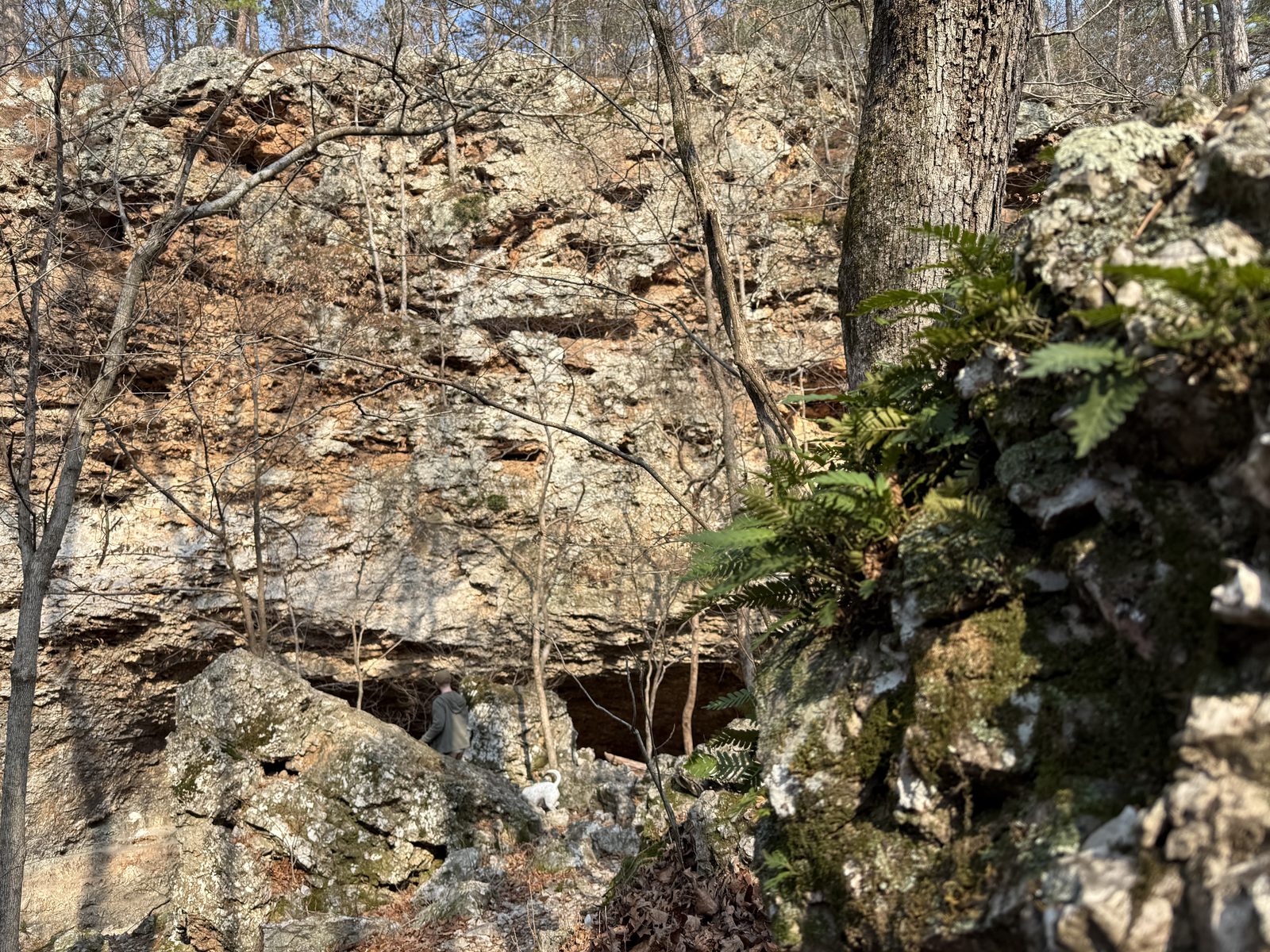 Massive limestone bluff face with lichen, ferns, and a small cave opening at the base