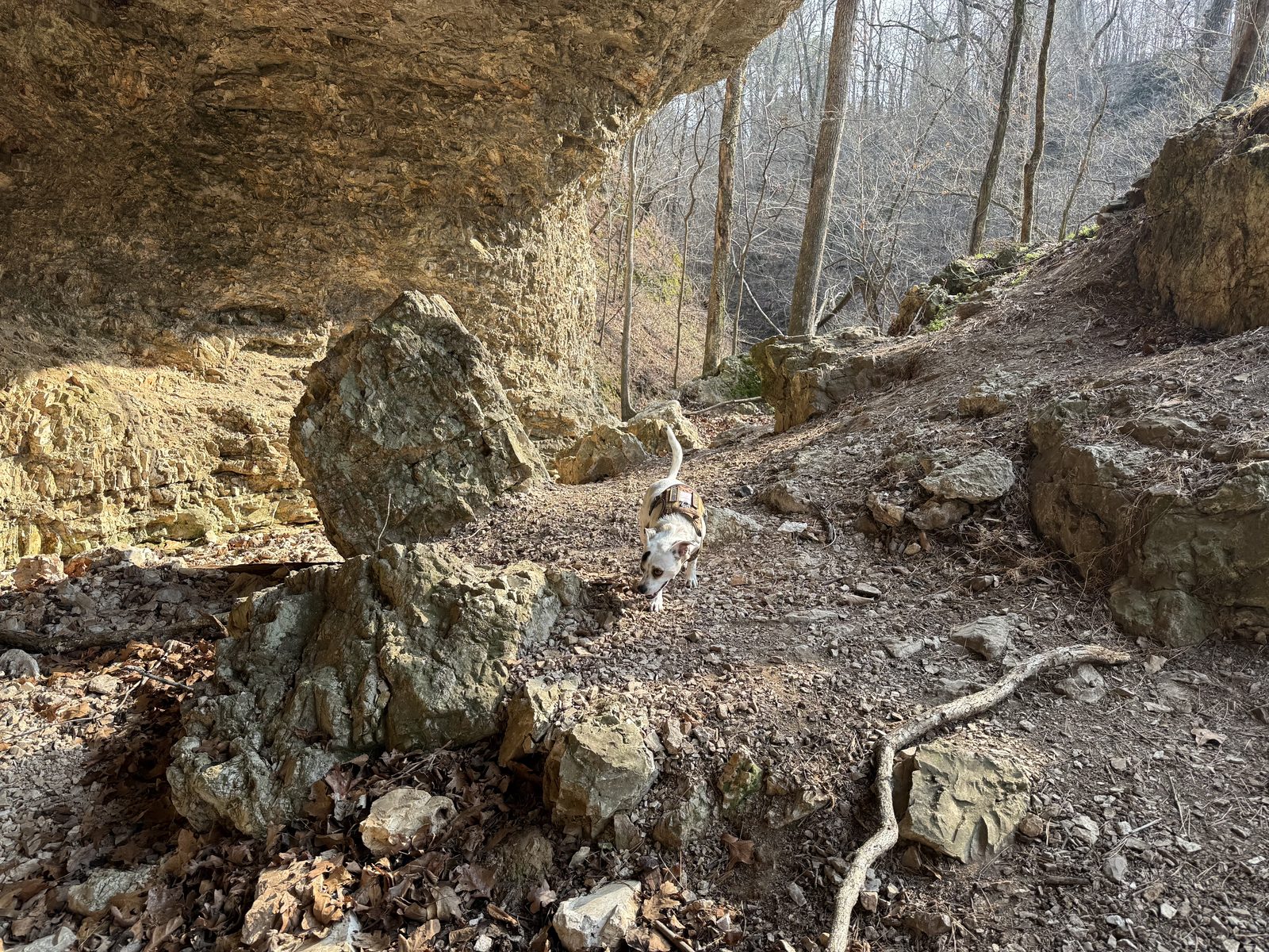 Eddie the dog exploring between large boulders under a massive rock overhang